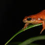 Golden mantella on leaves