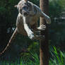 White tiger jumping