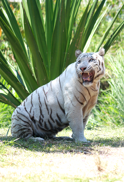 White tiger 1