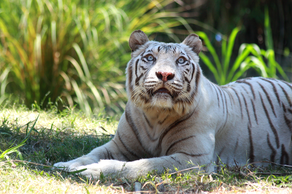 White tiger 3