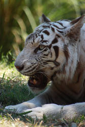 White tiger 4