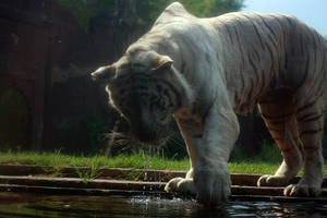 white tiger 14