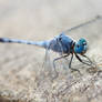 Balinese Blue dragonfly