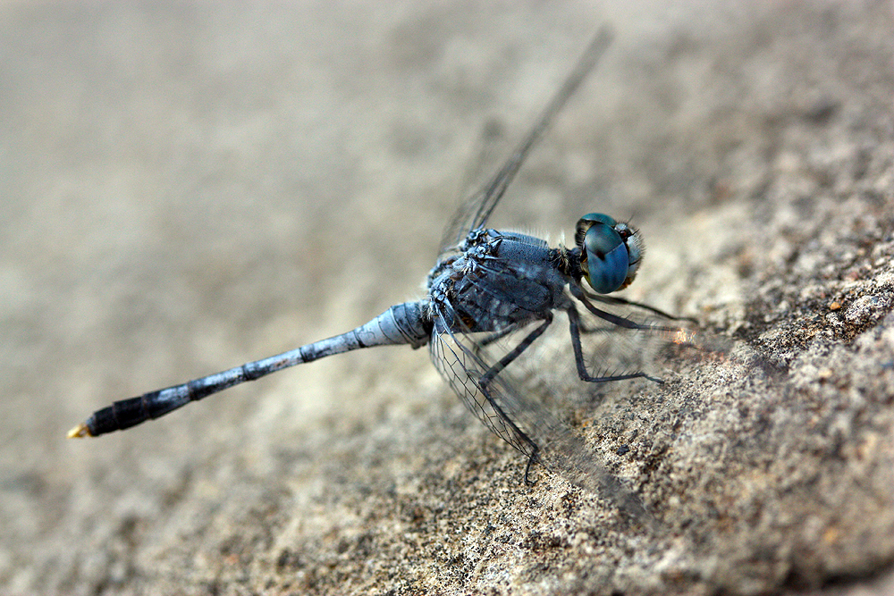 Blue dragonfly 3