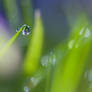 Early spring dewdrops