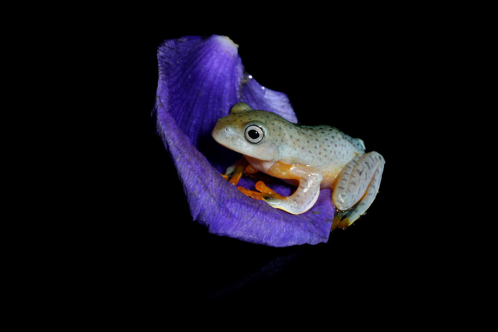 Flying frog on petal