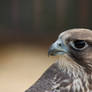 Falcon