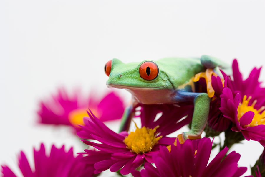 Frog amongst flowers