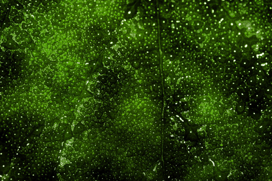 Alien texture by AngiWallace on DeviantArt