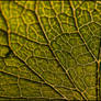 New leaf texture