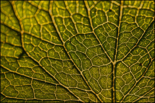 New leaf texture