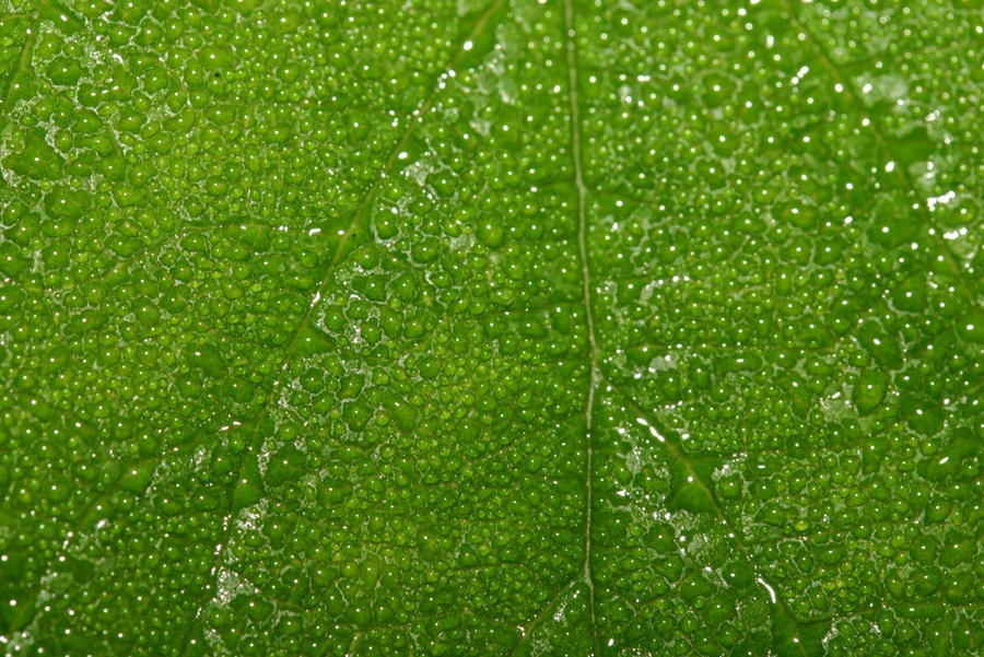 Dew covered leaf texture
