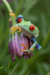 Wild life by AngiWallace