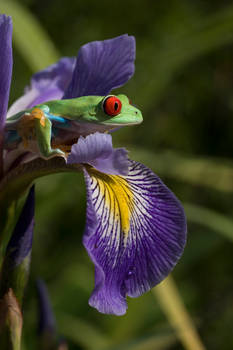 The Iris and the Frog