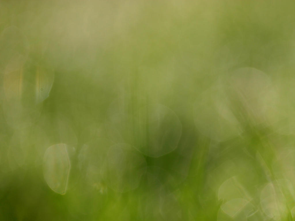 Bokeh grass texture