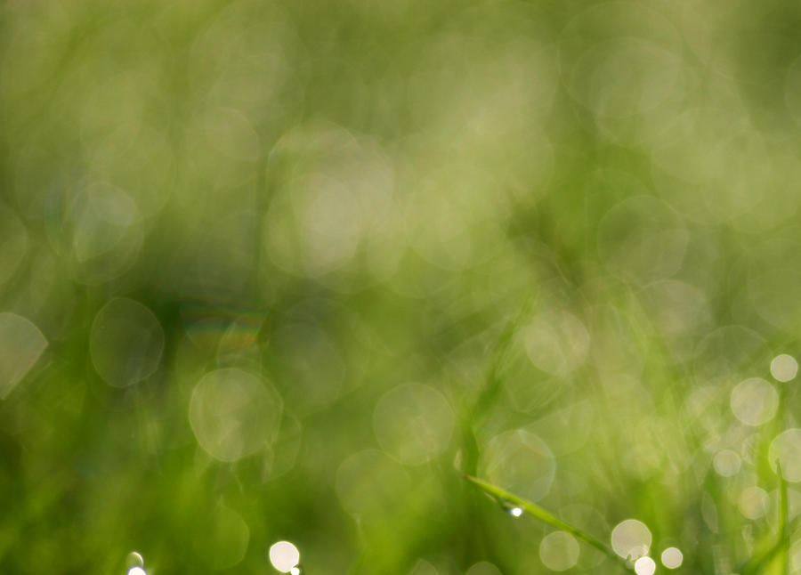Green grass bokeh texture
