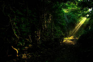 Enchanted woodland path stock