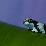 Solo Milk frog