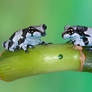 Two milk frogs