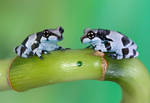 Two milk frogs