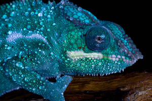 Nosy be chameleon close up