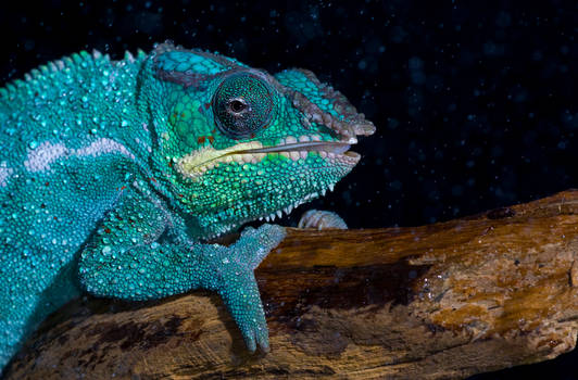 Chameleon in the rain