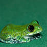 Tiny Peacock frog