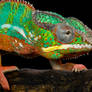 The colourful chameleon