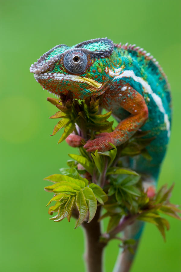Chameleon in a tree
