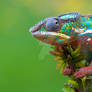 Beautiful chameleon