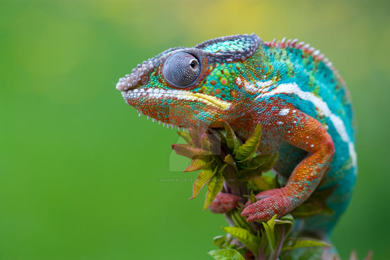 Beautiful chameleon