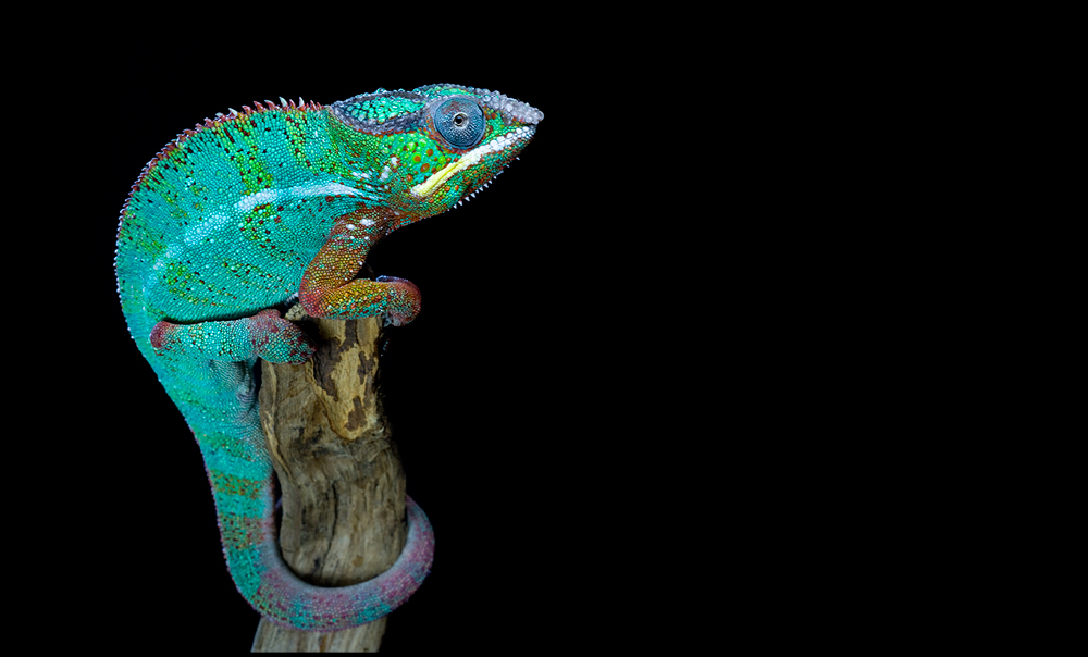 Posing chameleon