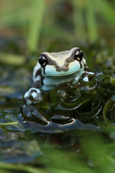 My very own pond