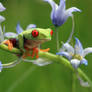 Tree frog amongst Bluebells
