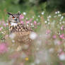 Eagle owl amongst wildflowers