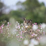 Owl in meadow flowers