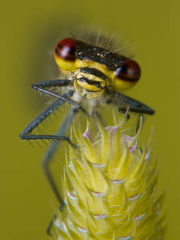 Red damsel