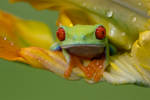 Spring frog by AngiWallace