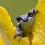Sunshiney frog