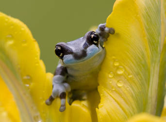 Sunshiney frog by AngiWallace