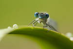 Blue beastie by AngiWallace