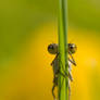 Hide n seek damselfly