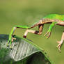 Frog jump