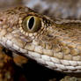 Saw scaled viper headshot