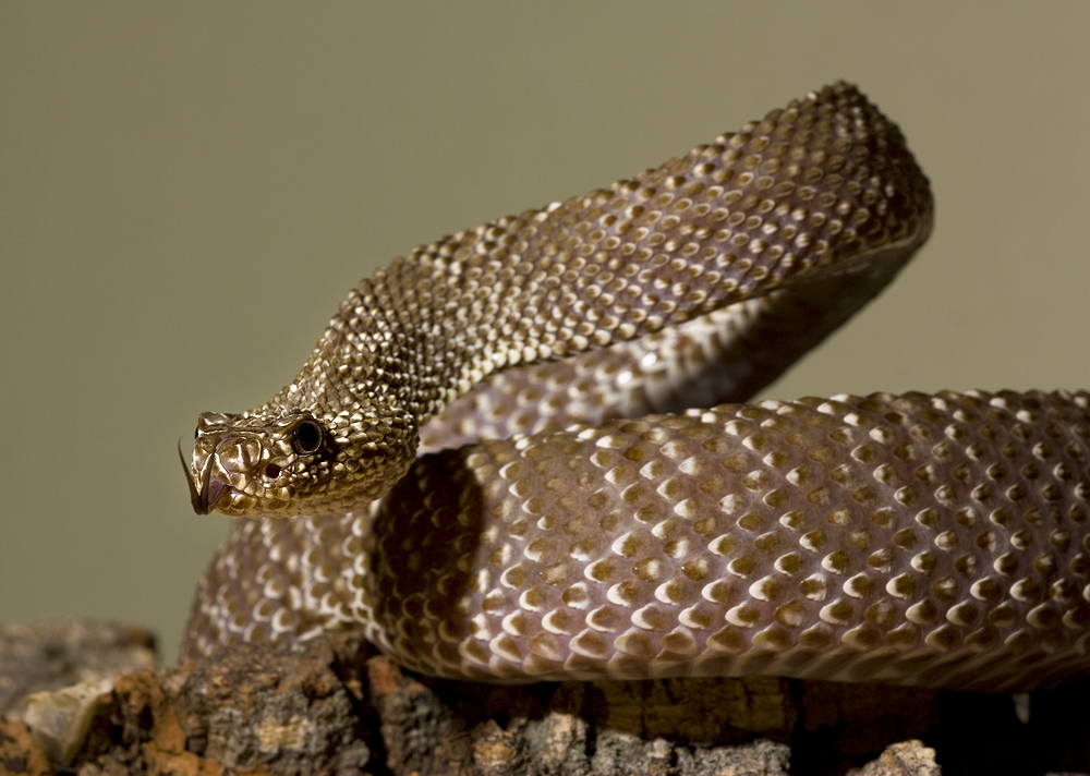 Uracoan rattlesnake