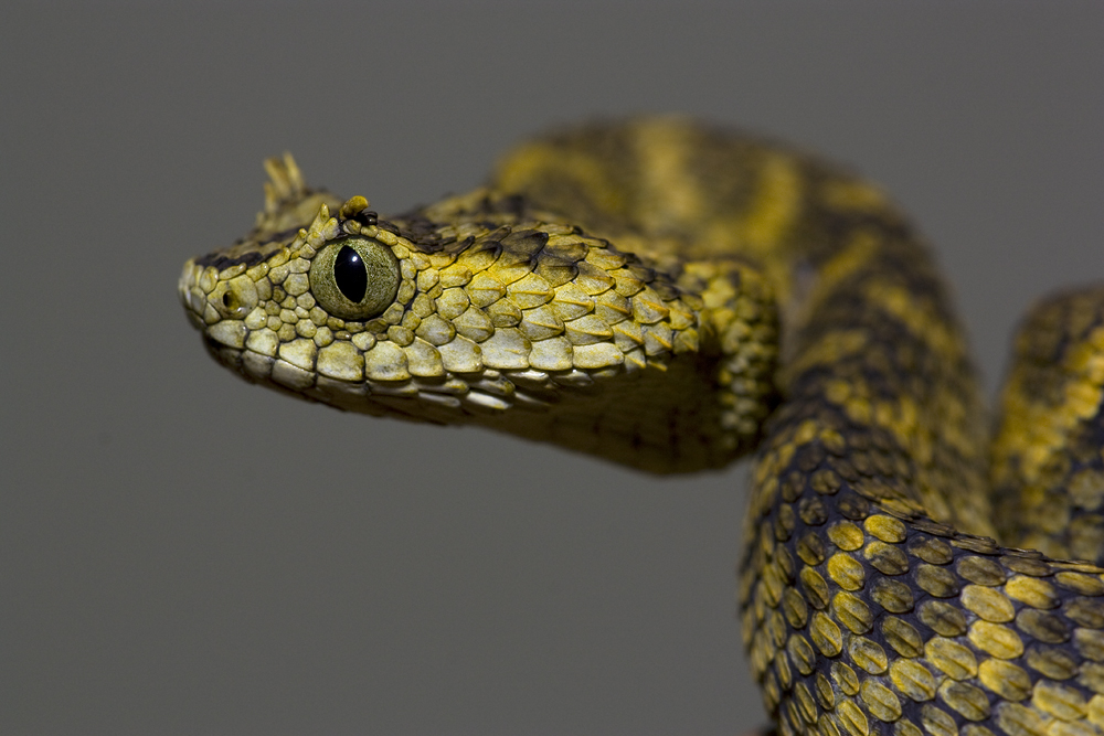 Horned bush viper