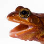 Red Common frog