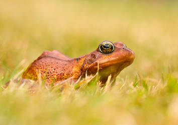 Red Common frog in grass by AngiWallace