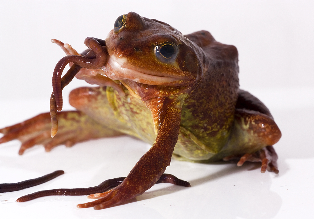 Common frog eating