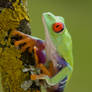 Beautiful tree frog
